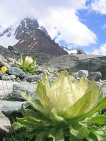 天山、雪蓮花渾然天成