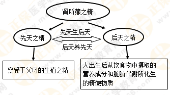 《中藥學綜合知識與技能》的藏象