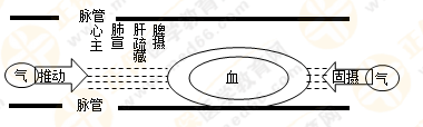 專業(yè)師資帶你學(xué)（八）：執(zhí)業(yè)藥師《中藥綜》生命活動(dòng)的基本物質(zhì)！善用圖解！