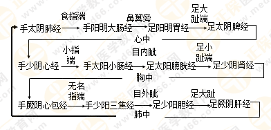 專業(yè)師資帶你學(xué)（九）：執(zhí)業(yè)藥師《中藥綜》經(jīng)絡(luò)與經(jīng)絡(luò)系統(tǒng)！5圖2表！