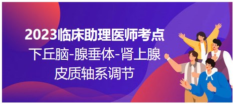 2023臨床助理醫(yī)師考點；下丘腦-腺垂體-腎上腺皮質(zhì)軸系調(diào)節(jié)